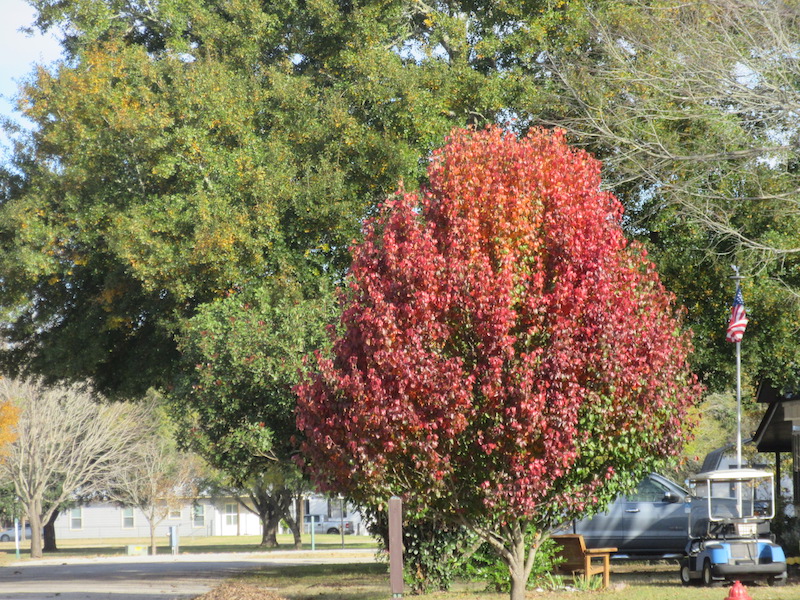 Picture of fall color